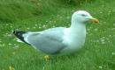 Birds: Herring Gull (Larus argentatus)